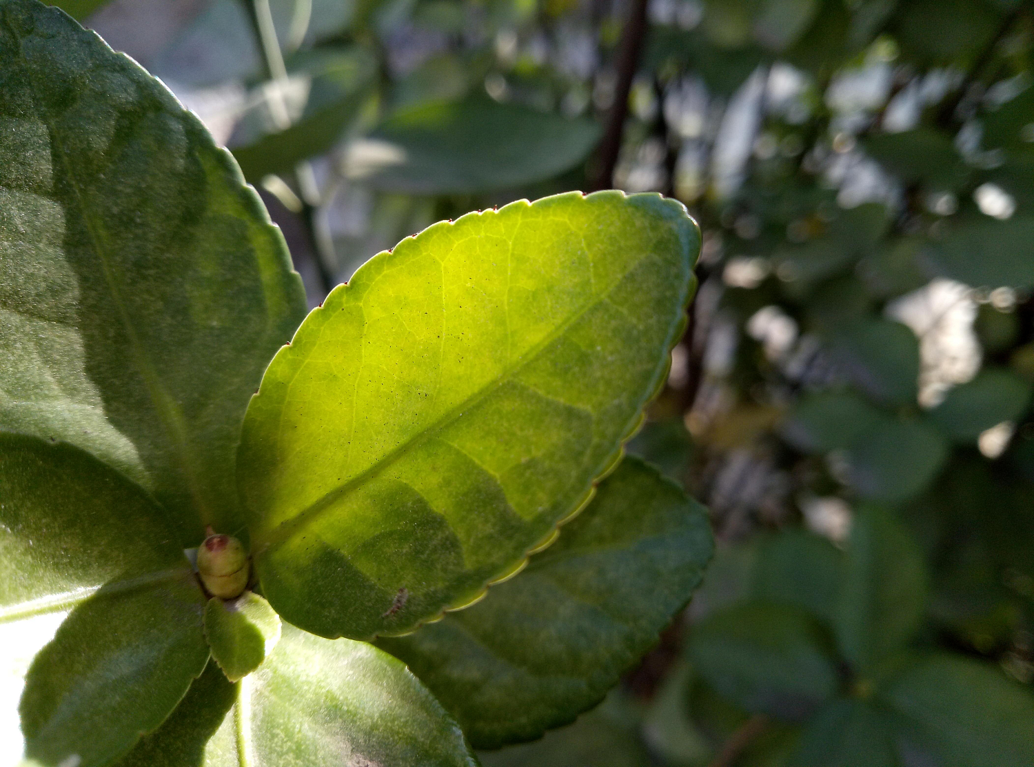 Xiaomi Redmi 10C - Больше возможностей, меньше затрат